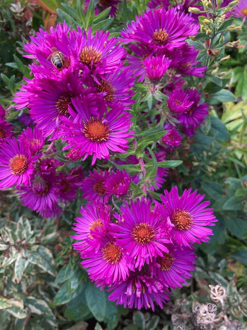 SYMPHYOTRICHUM NOVAE-ANGLIAE 'BOB'S PURPLE'