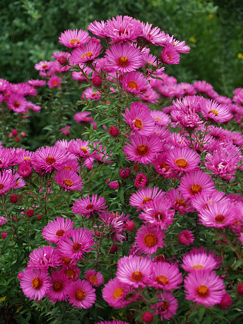 SYMPHYOTRICHUM NOVAE-ANGLIAE 'BOWL OF BEAUTY'