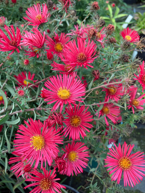 SYMPHYOTRICHUM NOVAE-ANGLIAE 'MARTINA'