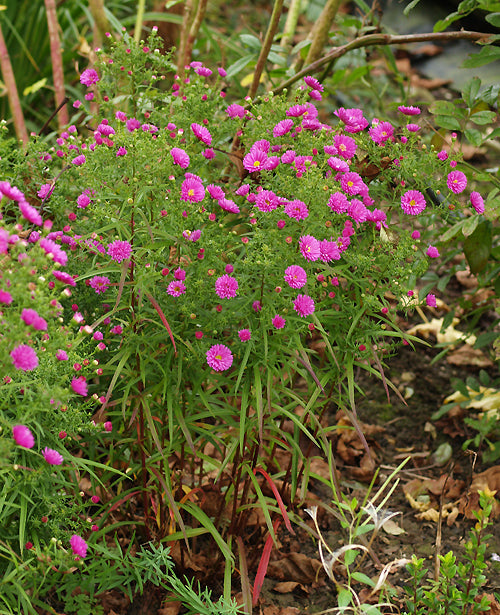 SYMPHYOTRICHUM 'NEWSTARS GLORY'