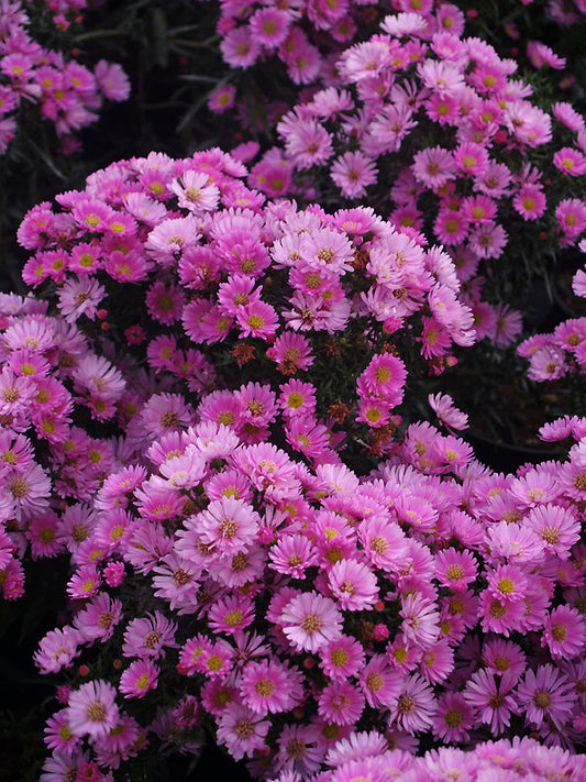 SYMPHYOTRICHUM 'NEWSTARS FANTASY'
