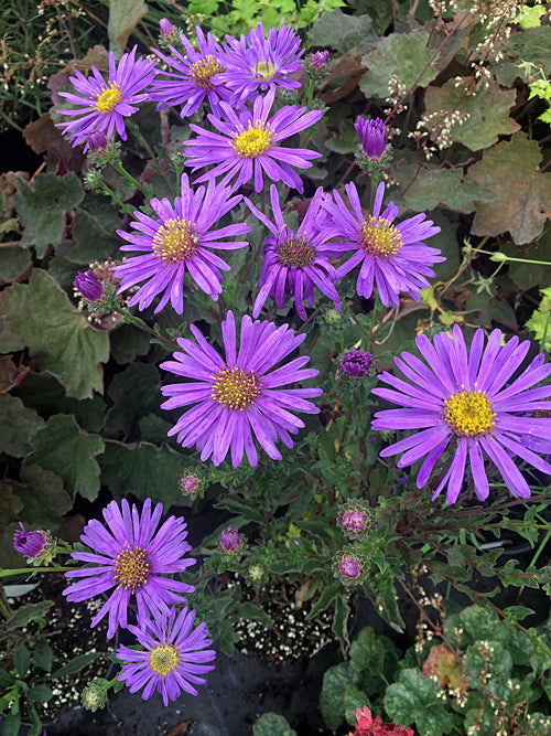 ASTER AMELLUS 'NOCTURNE'