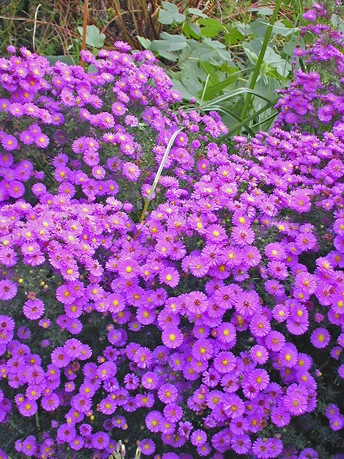 SYMPHYOTRICHUM 'PIXIE DARK EYE'