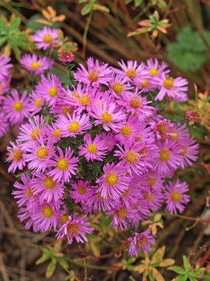 SYMPHYOTRICHUM PILOSUM var.PRINGLEI 'PINK CUSHION'