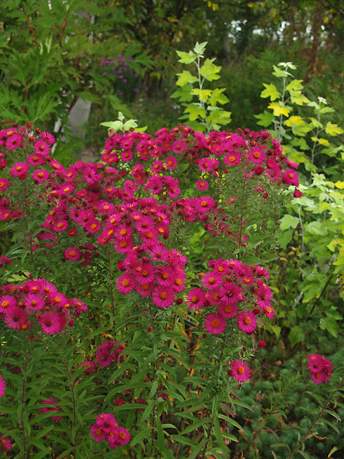 SYMPHYOTRICHUM NOVAE-ANGLIAE 'PRIMROSE UPWARD'