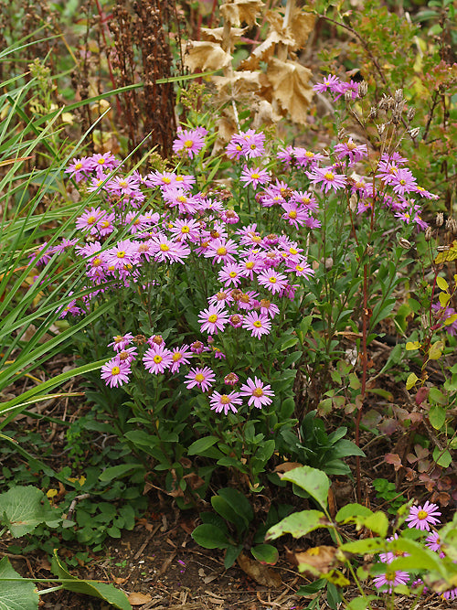 ASTER AMELLUS 'PINK ZENITH'
