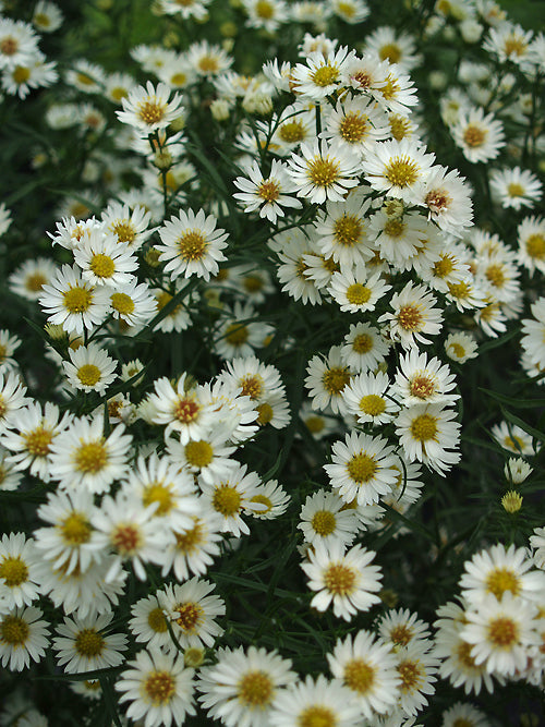 SYMPHYOTRICHUM PILOSUM