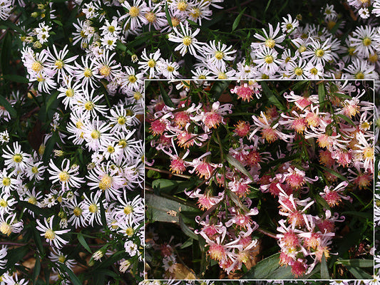 SYMPHYOTRICHUM 'PINWHEEL'
