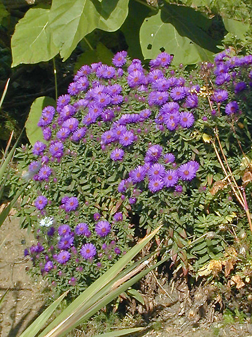 SYMPHYOTRICHUM NOVAE-ANGLIAE 'PURPLE DOME'