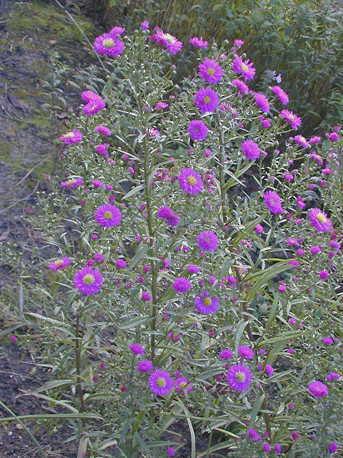 SYMPHYOTRICHUM 'SUNPLUM'