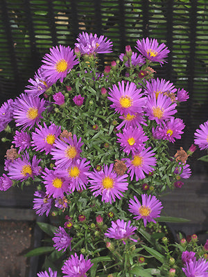 SYMPHYOTRICHUM 'SAMOA'