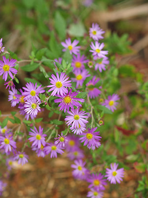 ASTER AGERATOIDES