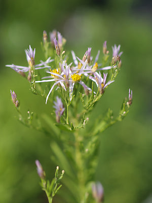 GALATELLA SEDIFOLIA subsp.DRACUNCULOIDES RCB AM-5