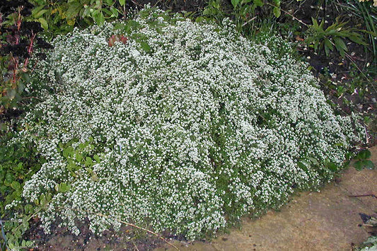 SYMPHYOTRICHUM ERICOIDES var.PROSTRATUS 'SNOW FLURRY'