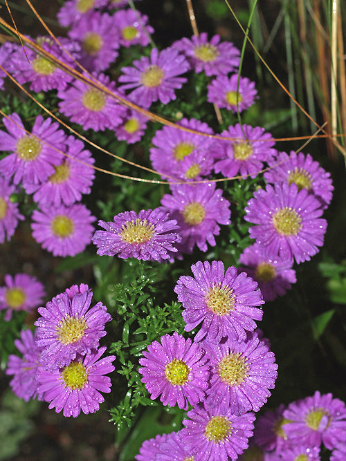 SYMPHYOTRICHUM 'SUNQUEEN'