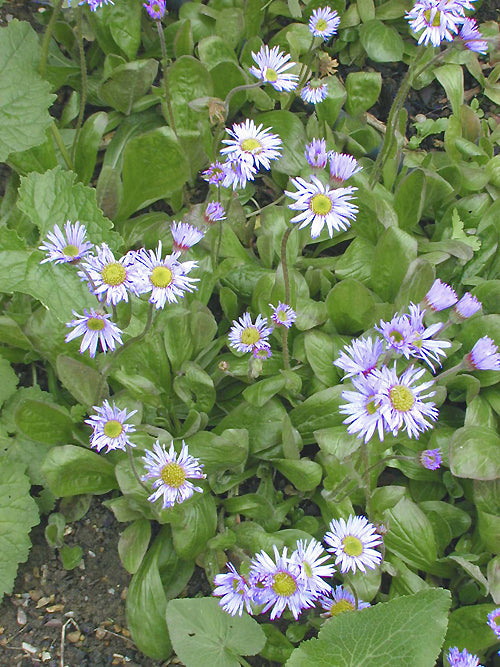 ERIGERON 'MRS.F.H.BEALE'