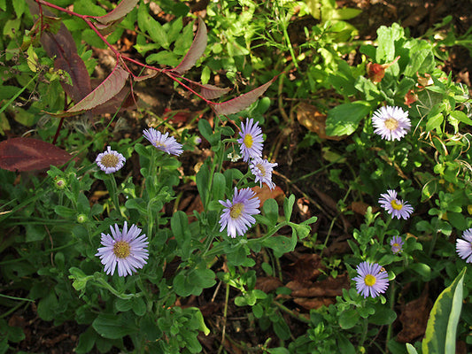 ASTER SPATHULIFOLIUS