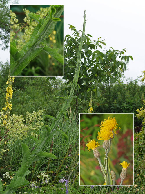 CENTAUREA BABYLONICA TQ-18