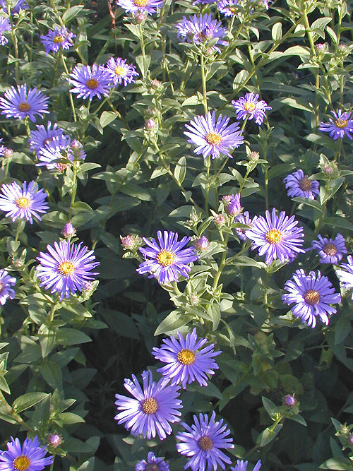 ASTER THOMSONII 'NANUS'