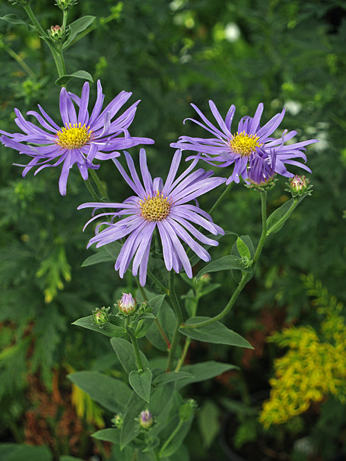 ASTER THOMSONII