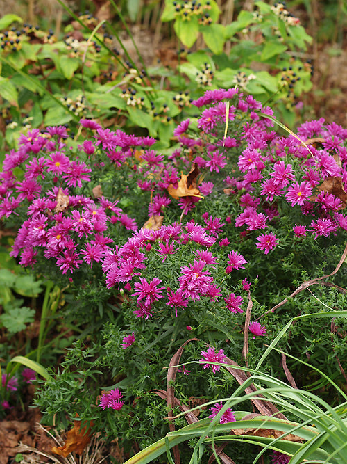 SYMPHYOTRICHUM 'TONGA'