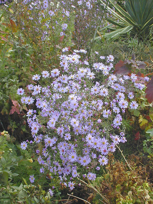 SYMPHYOTRICHUM TURBINELLUM form 2