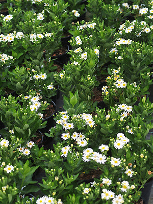 ASTER AGERATOIDES 'STARSHINE'