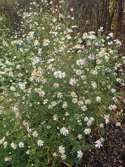 SYMPHYOTRICHUM TRADESCANTII