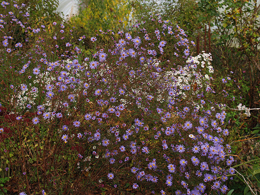 SYMPHYOTRICHUM TURBINELLUM hybrid