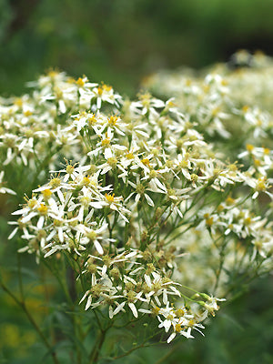 DOELLINGERIA UMBELLATA