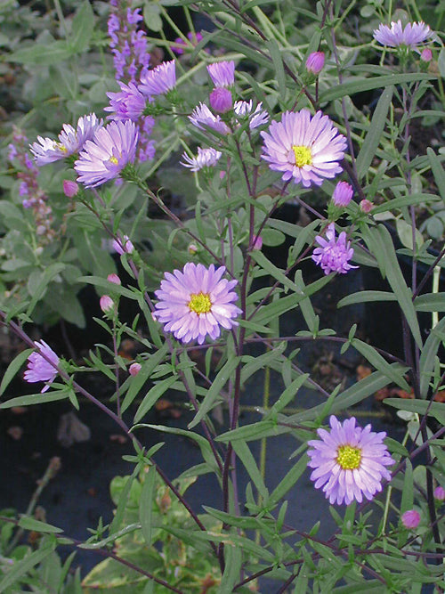 SYMPHYOTRICHUM 'VASTERIVAL'