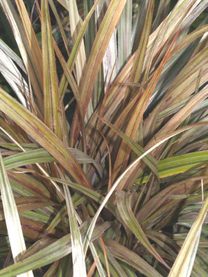 ASTELIA NERVOSA 'WESTLAND'