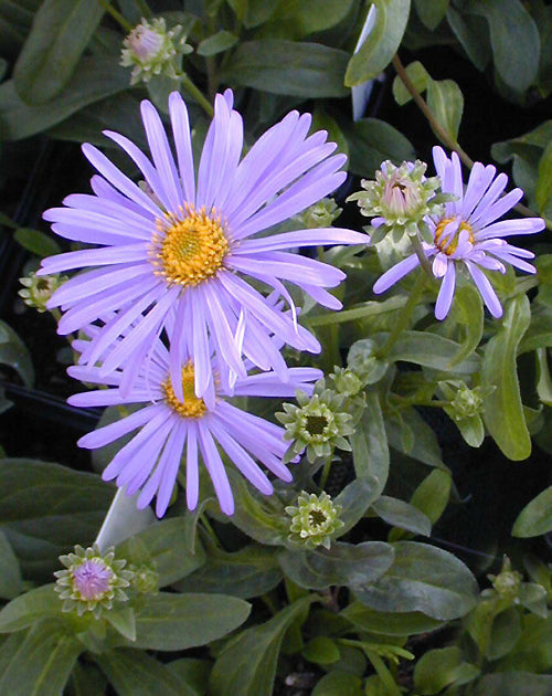 ASTER 'TRIUMPH'