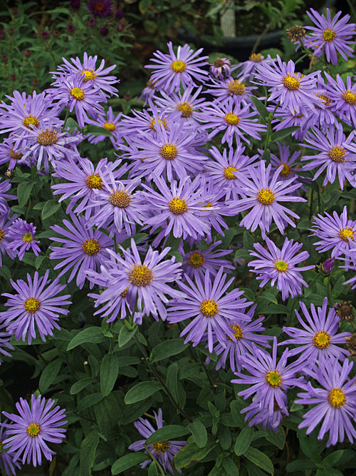 ASTER x FRIKARTII 'WUNDER VON STAFA'