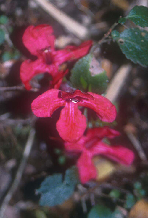 ASTERANTHERA OVATA