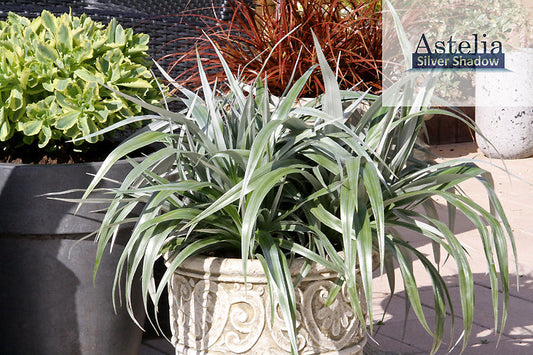 ASTELIA CHATHAMICA x NERVOSA  'SILVER SHADOW'