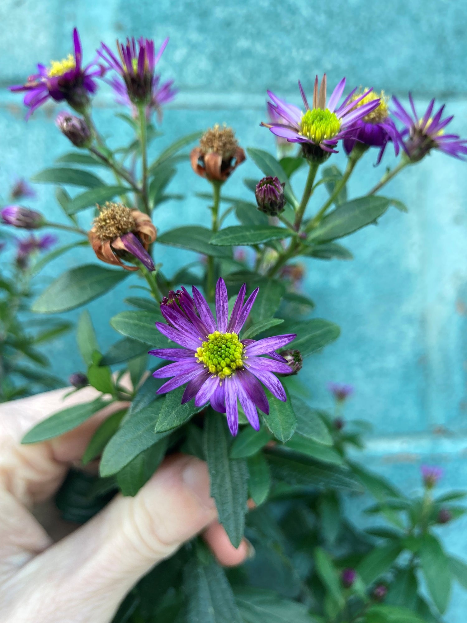 Aster ageratoides 'Ezo Murasaki' | Late-Flowering Hardy Aster