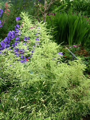 ASTILBE KOREANA