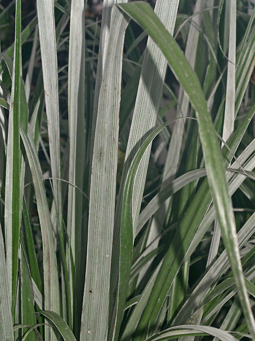 ASTELIA BANKSII