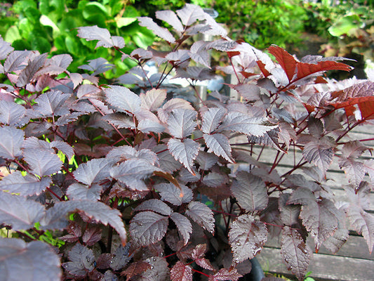 ASTILBE 'CHOCOLATE SHOGUN'