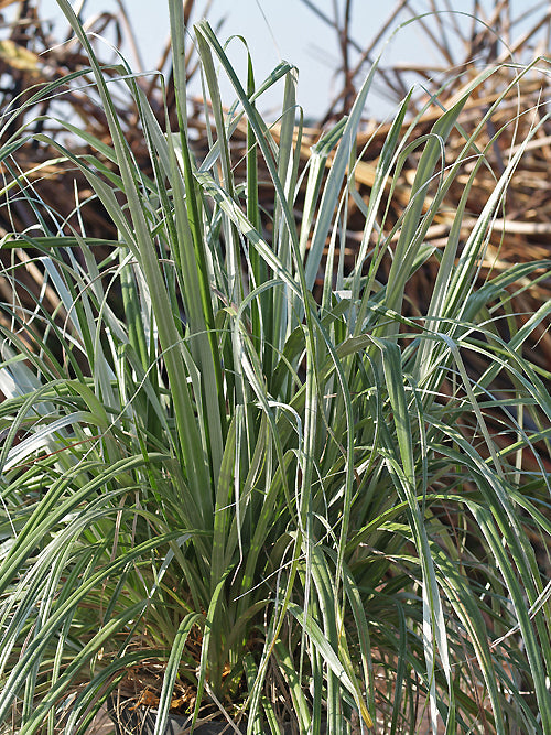 ASTELIA NERVOSA