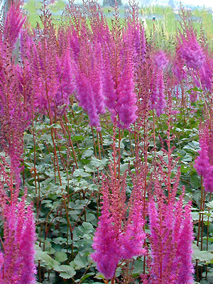 ASTILBE CHINENSIS var.TACQUETII 'PURPLE LANCE'