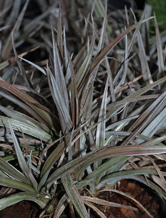 ASTELIA 'RED DEVIL'