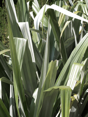 ASTELIA CHATHAMICA 'SILVER SPEAR'