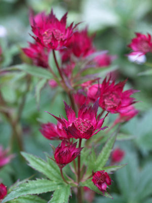 ASTRANTIA MAJOR COMPTON LANE STRAIN