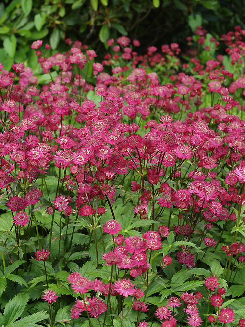 ASTRANTIA MAJOR 'CLARET SEEDLINGS'