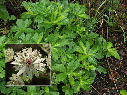ASTRANTIA MAJOR 'GREEN TAPESTRY'