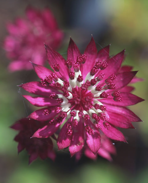 ASTRANTIA MAJOR 'RUBY WEDDING'