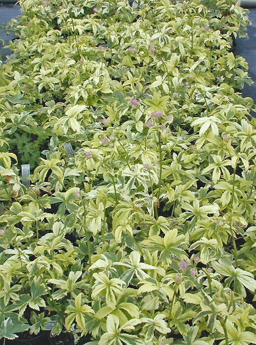 ASTRANTIA MAJOR 'SUNNINGDALE VARIEGATED'