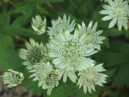 ASTRANTIA MAJOR 'TITOKI POINT'